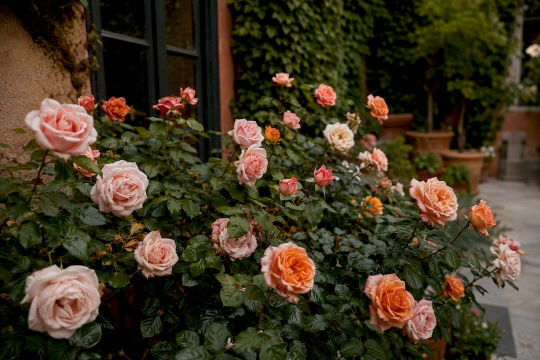 Fragrant blooming roses on bush