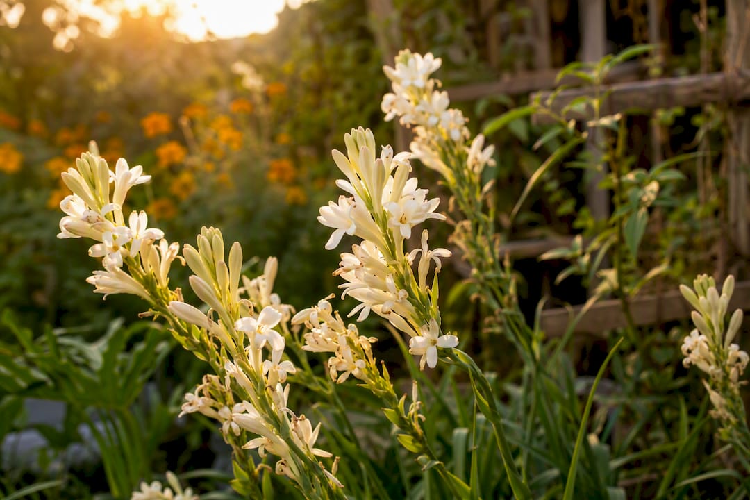 Close-up of tuberose flowers outdoors