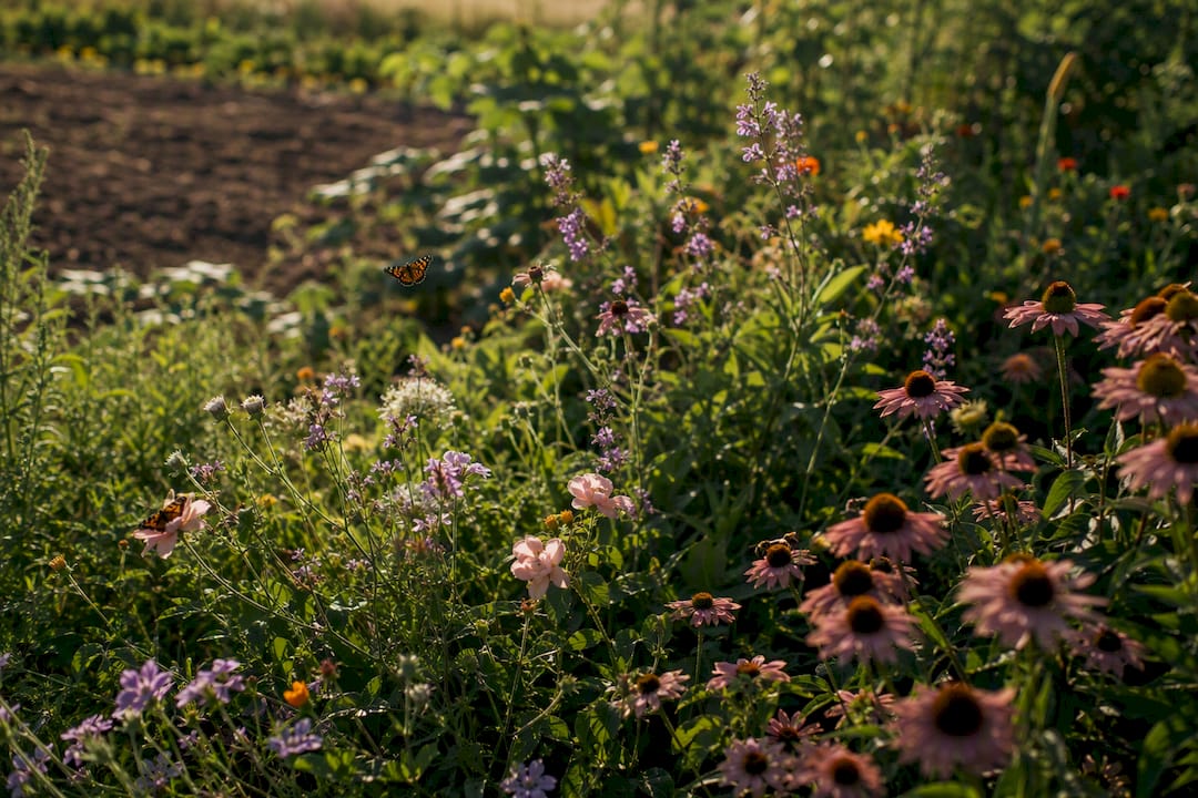 Biodiverse flower patch with pollinators
