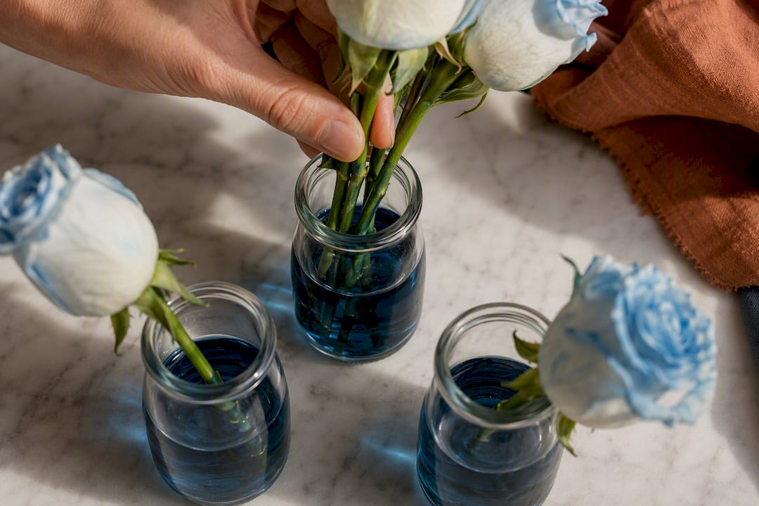 Florist dyeing rose stems blue