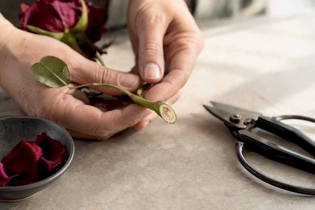Florist inspecting a wilted rose stem