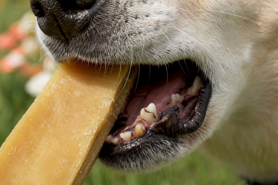 Cracked dog molar from hard yak chew