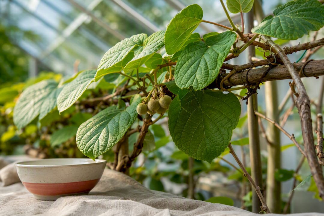 Silvervine vine with leaves and fruit galls