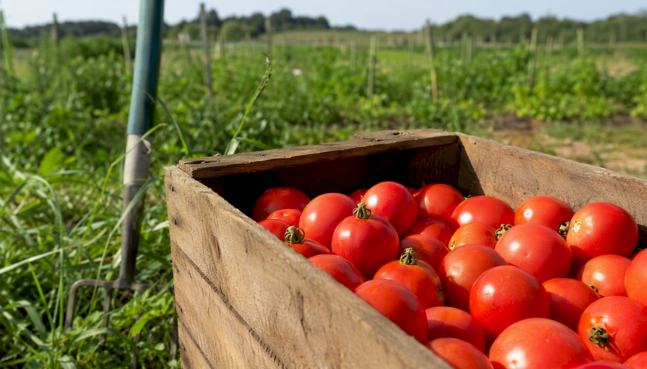 Freshly harvested tomatoes in wooden crate