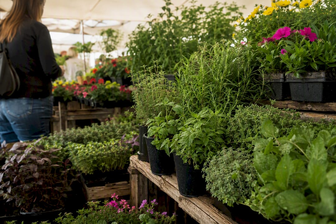 Farmers market stall with plants for sale