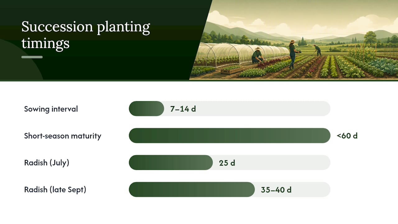 Succession planting timeline with staggered harvests