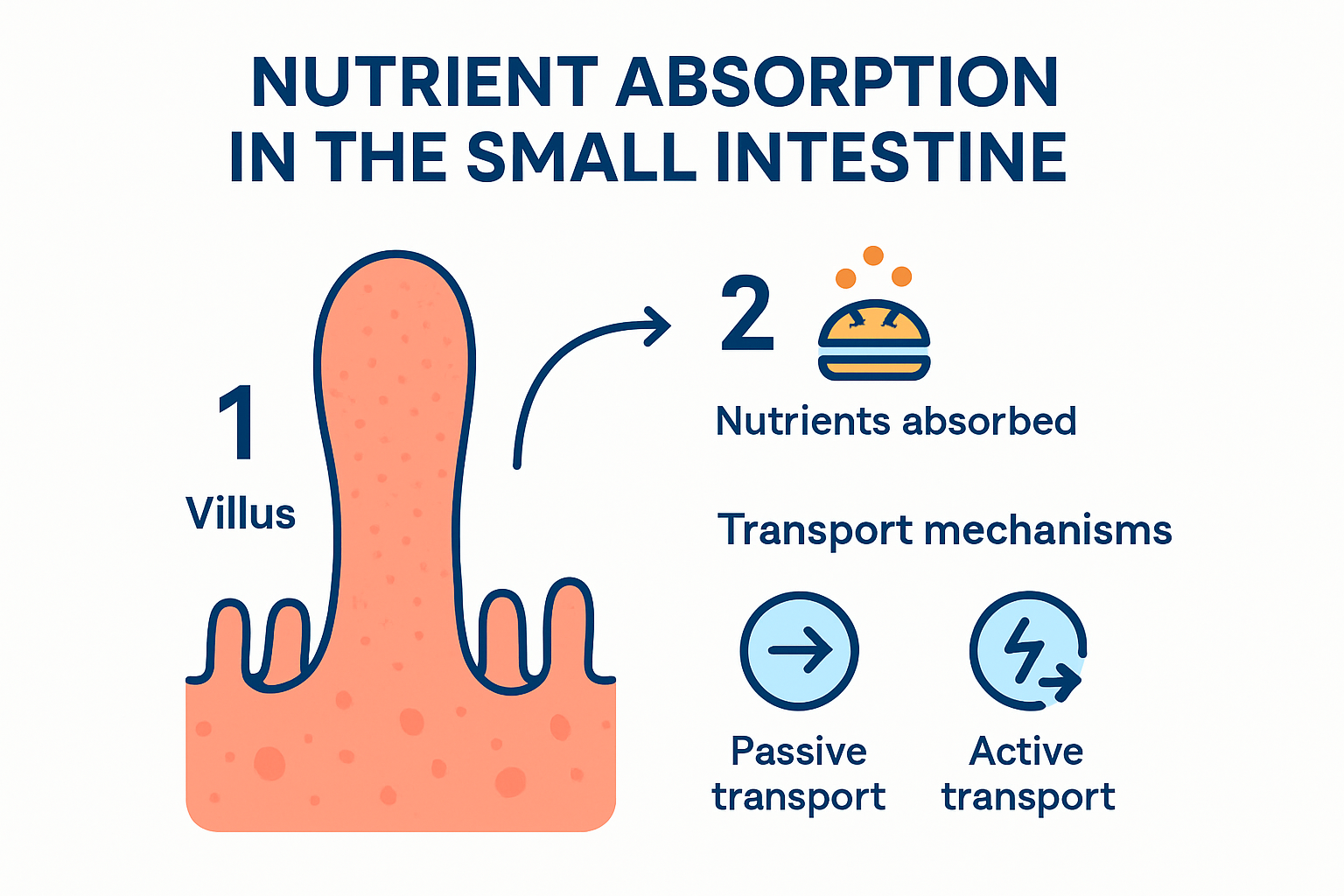 Diagram illustrating nutrient absorption in small intestine.