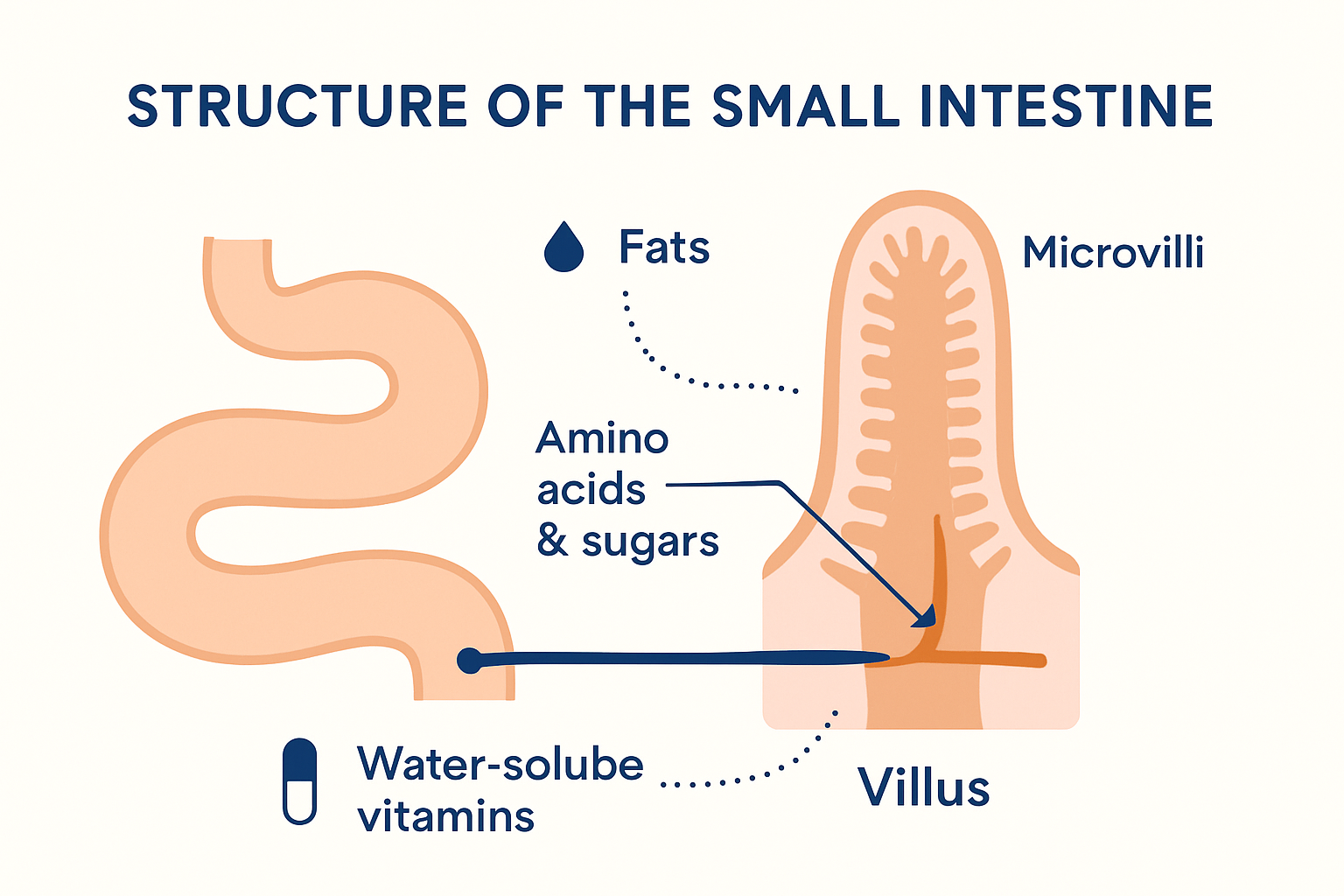 Small intestine absorption diagram with villi and nutrient pathways