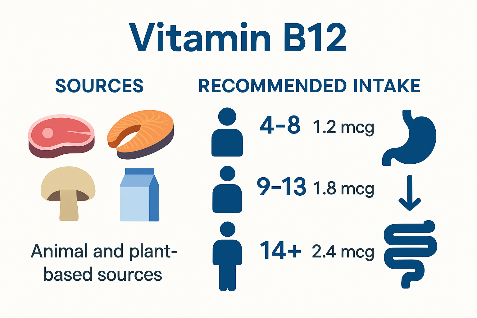 Infographic on vitamin B12 sources and recommended intake