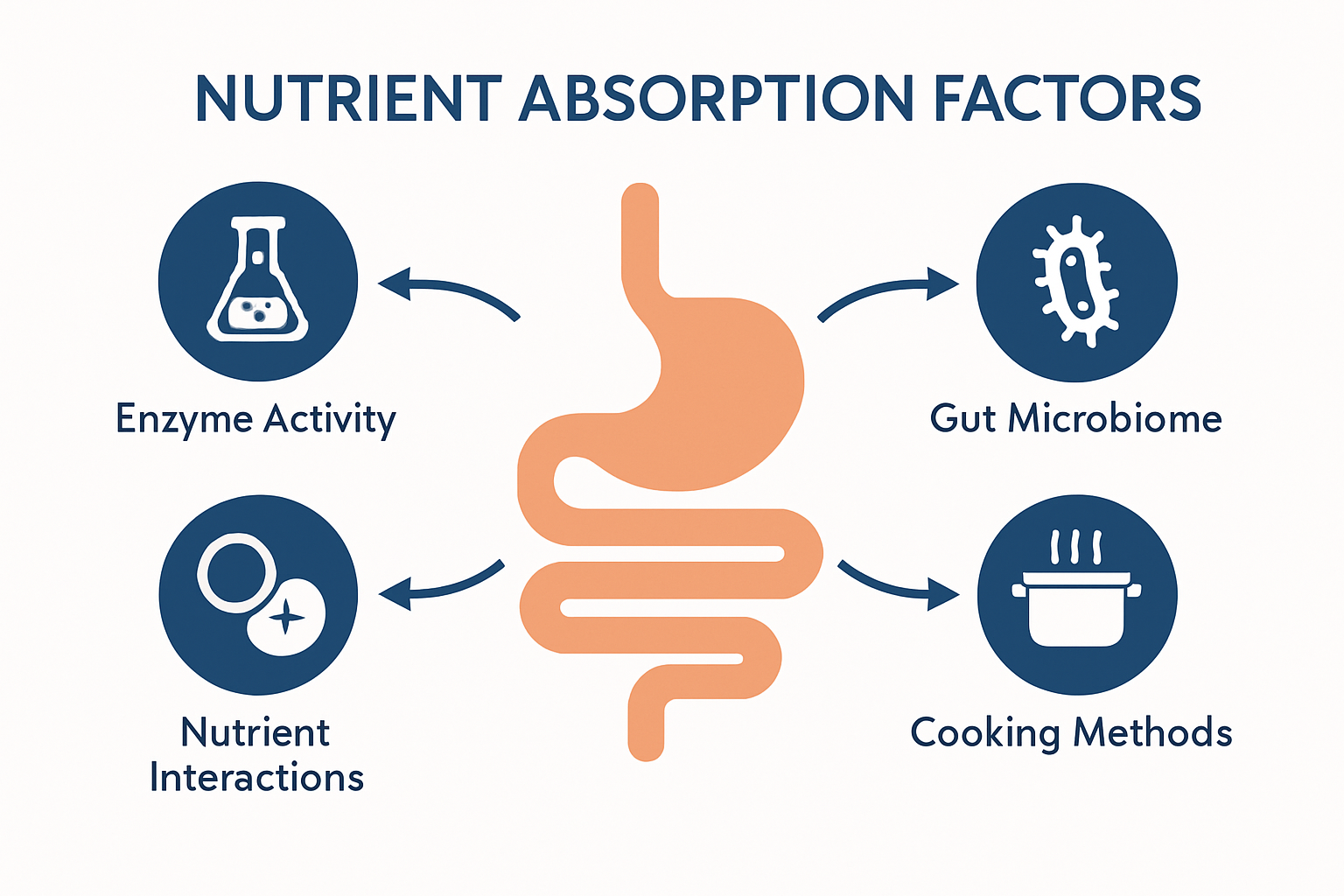 Digestive tract diagram with labeled nutrient absorption influences