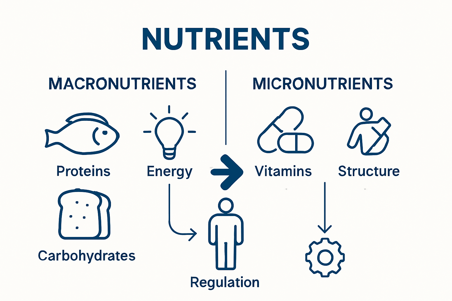Macronutrients vs micronutrients comparison chart