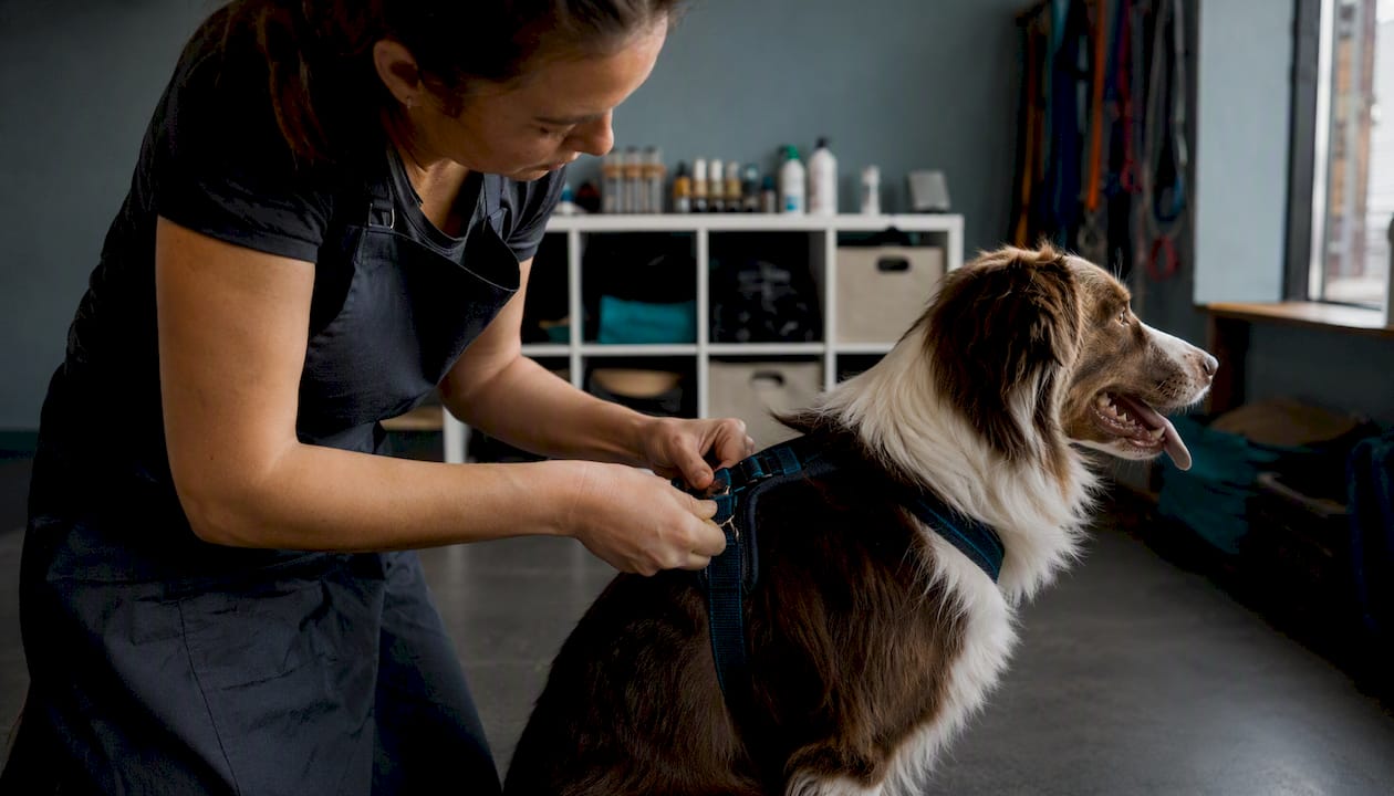 Hands clipping dog leash in training studio