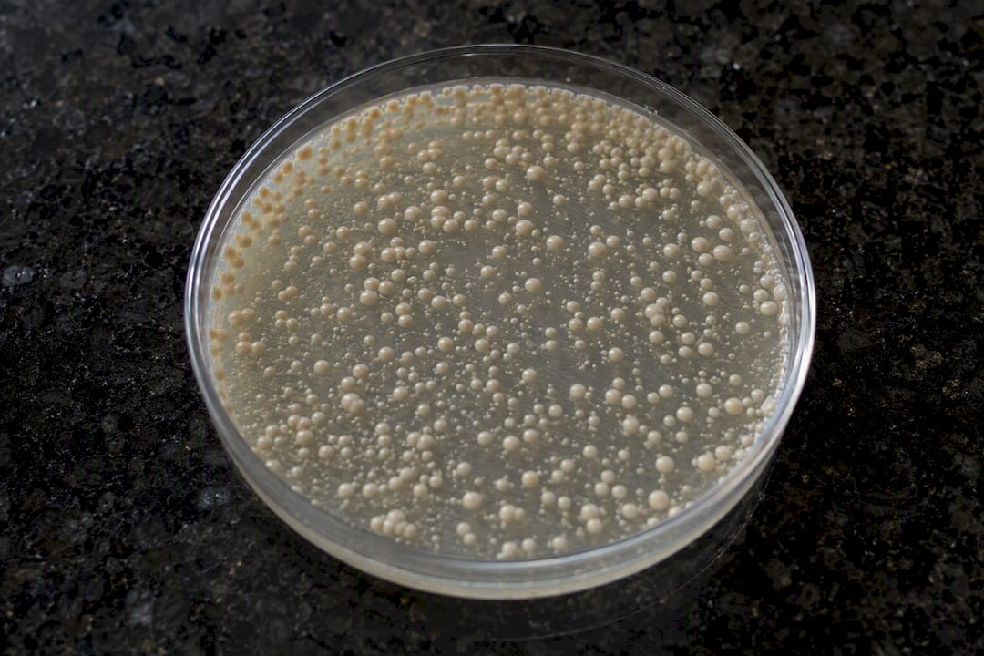 Saccharomyces boulardii yeast culture close-up