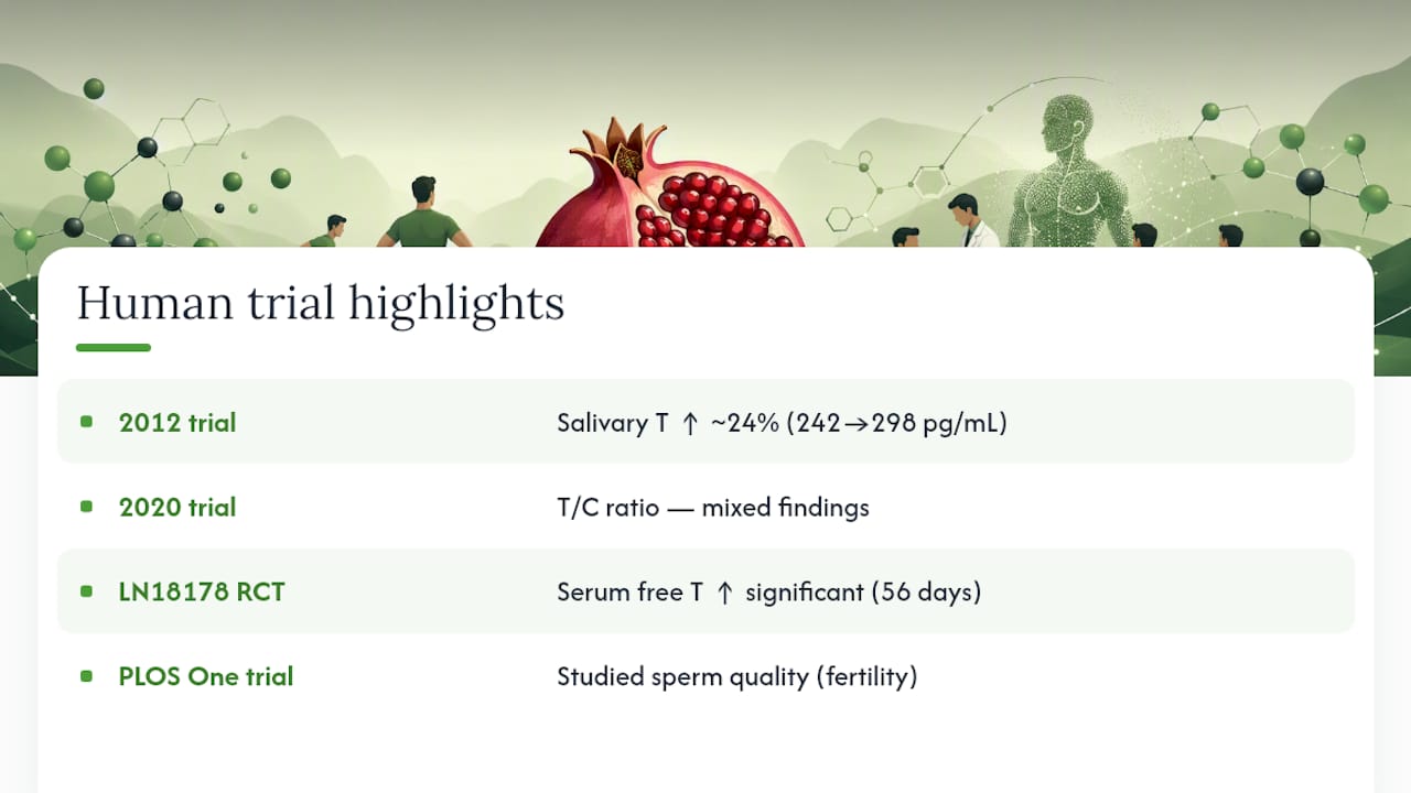 Pomegranate and Testosterone: What the Human Studies Show — overview diagram