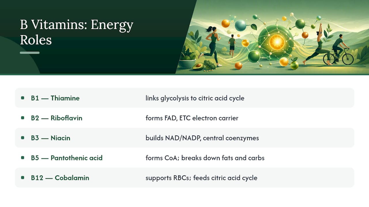 The Eight B Vitamins and What Each One Does for Energy — overview diagram