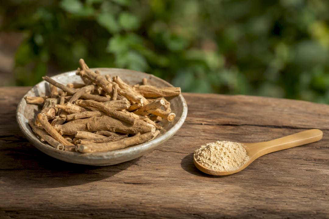 Fresh ashwagandha roots with powder close-up