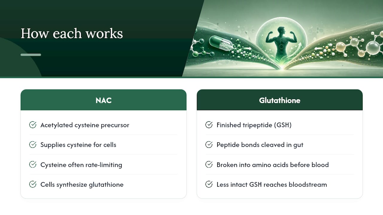 Diagram showing NAC as precursor and glutathione as final product in pathway