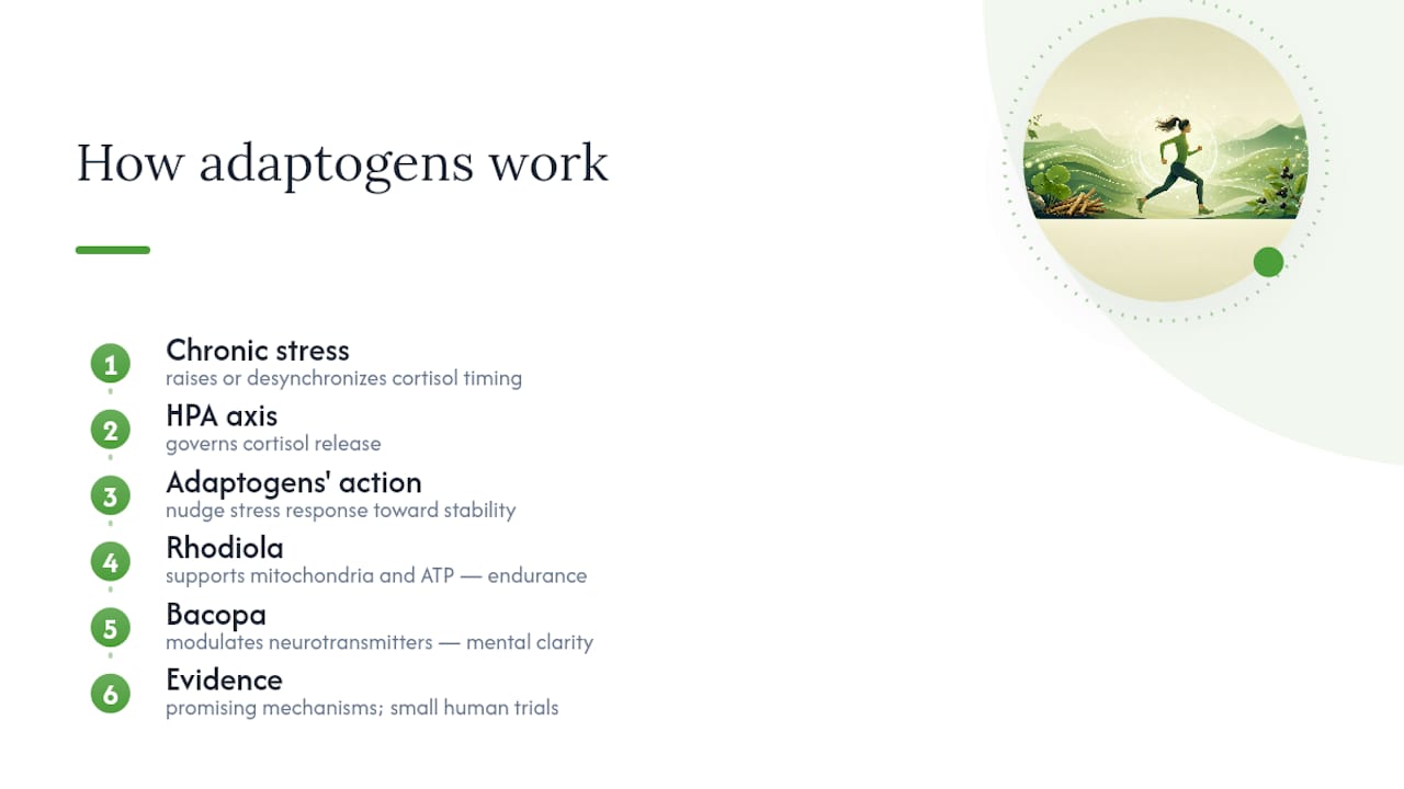 How Do Adaptogens Actually Boost Energy? — overview diagram