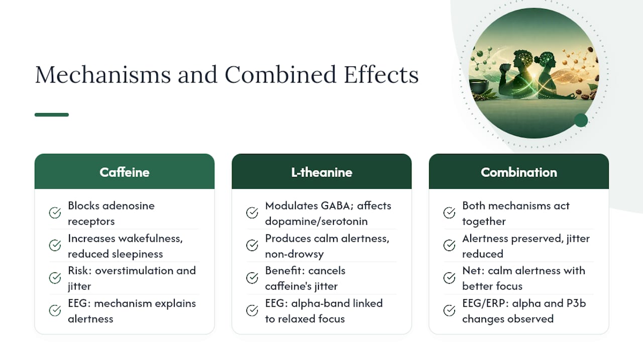 How L-Theanine and Caffeine Work Together in the Brain — overview diagram