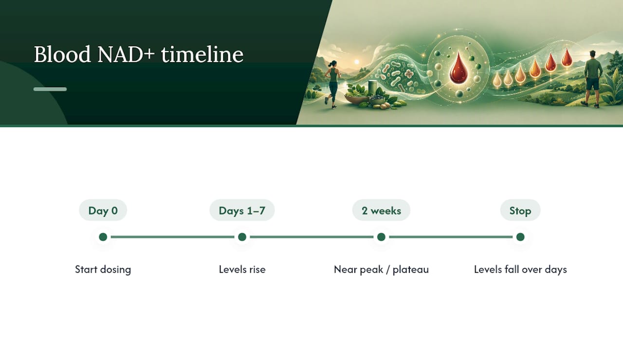 NAD+ levels rise and decline timeline