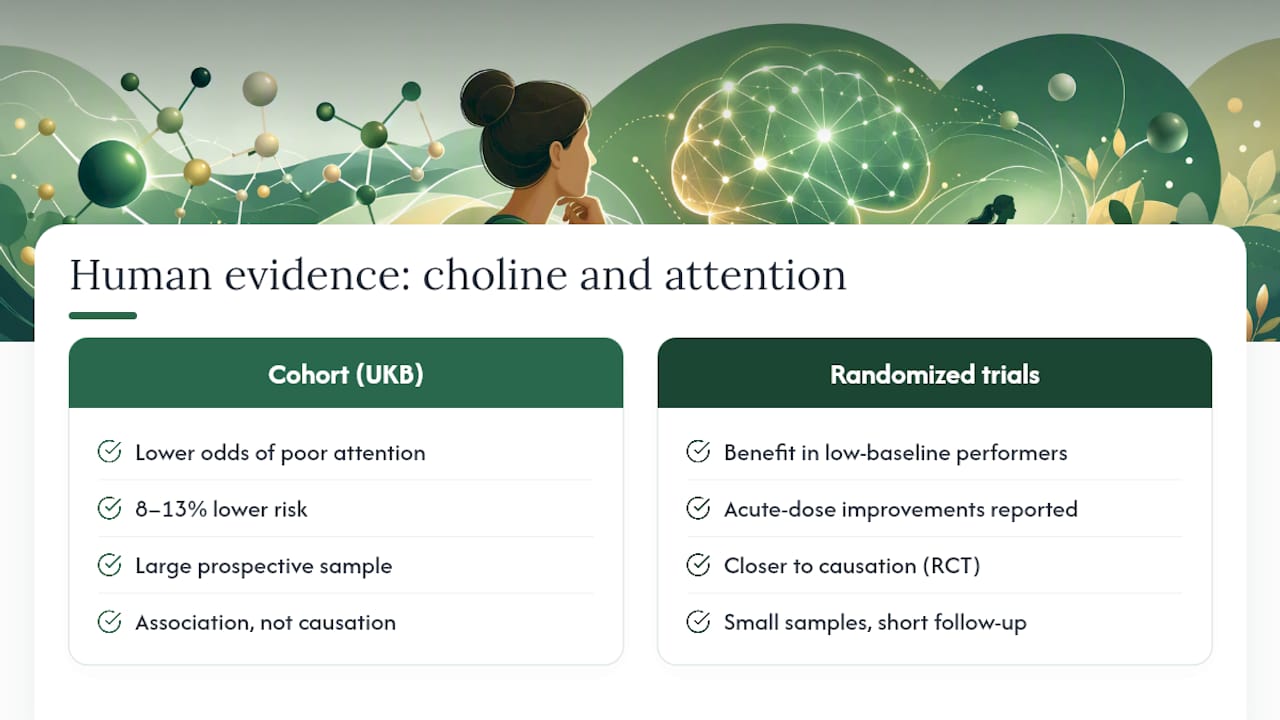 What Does the Human Evidence Say About Choline and Attention? — overview diagram