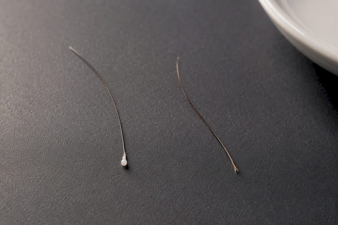 Shed hair bulb beside broken hair tip