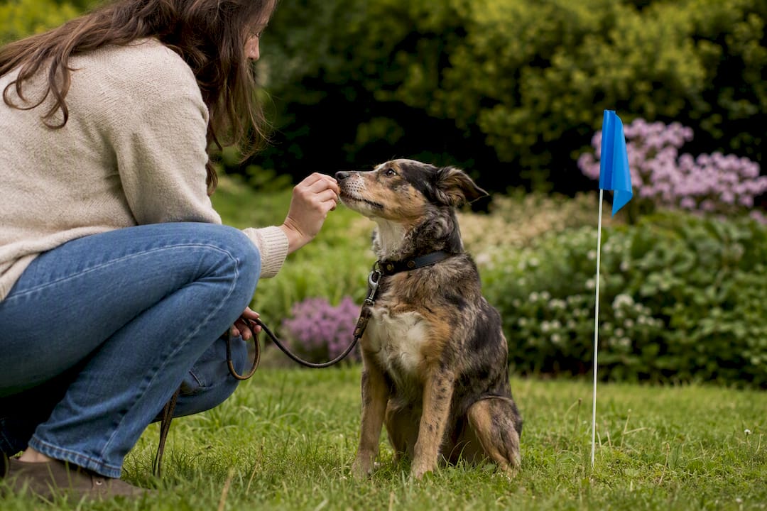 Dog training at GPS fence flag with owner