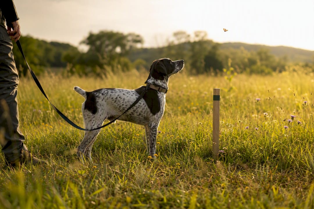 Dog on long line near boundary with distraction present