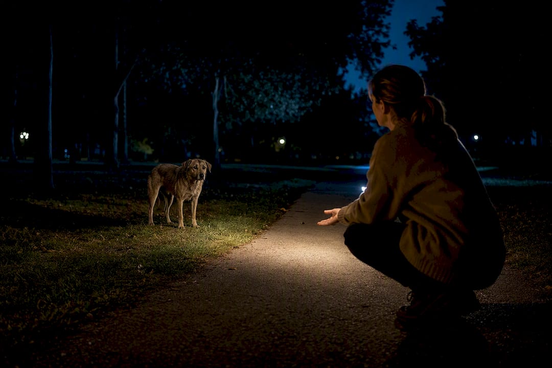 Owner calmly approaches spotted lost dog