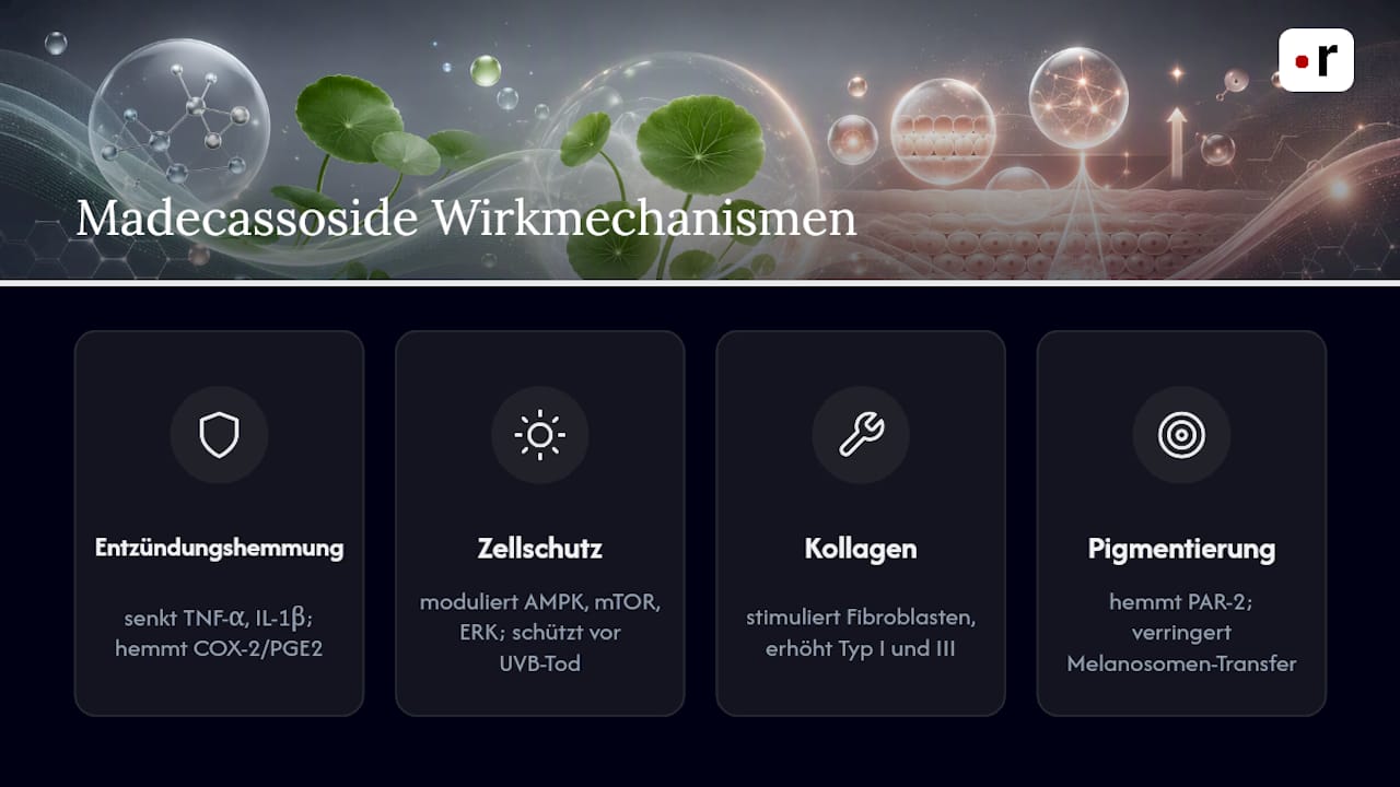 Vier biologische Wirkungsweisen von Madecassosid