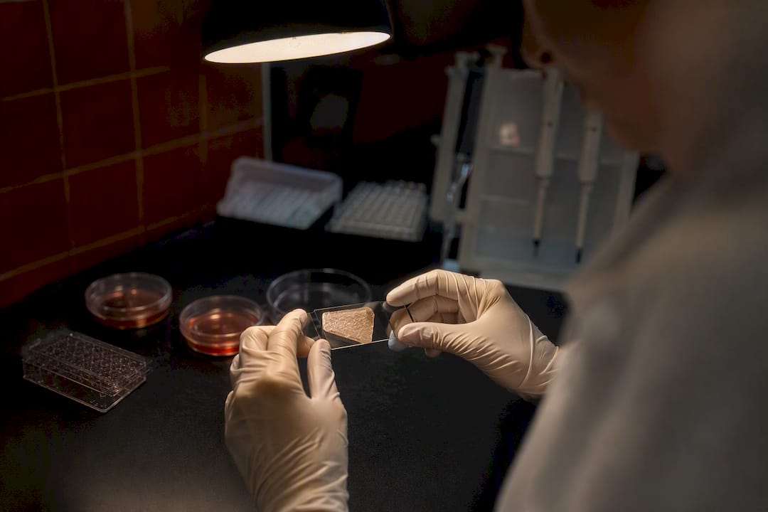 Hands holding collagen tissue culture glass slide