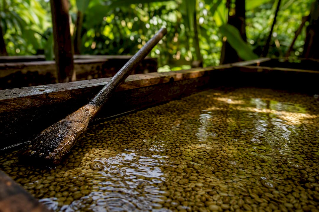 Wet washed coffee beans in fermentation tank