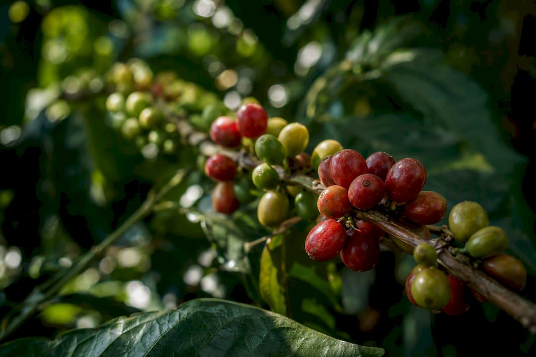 Coffee cherries ripening beneath shade canopy