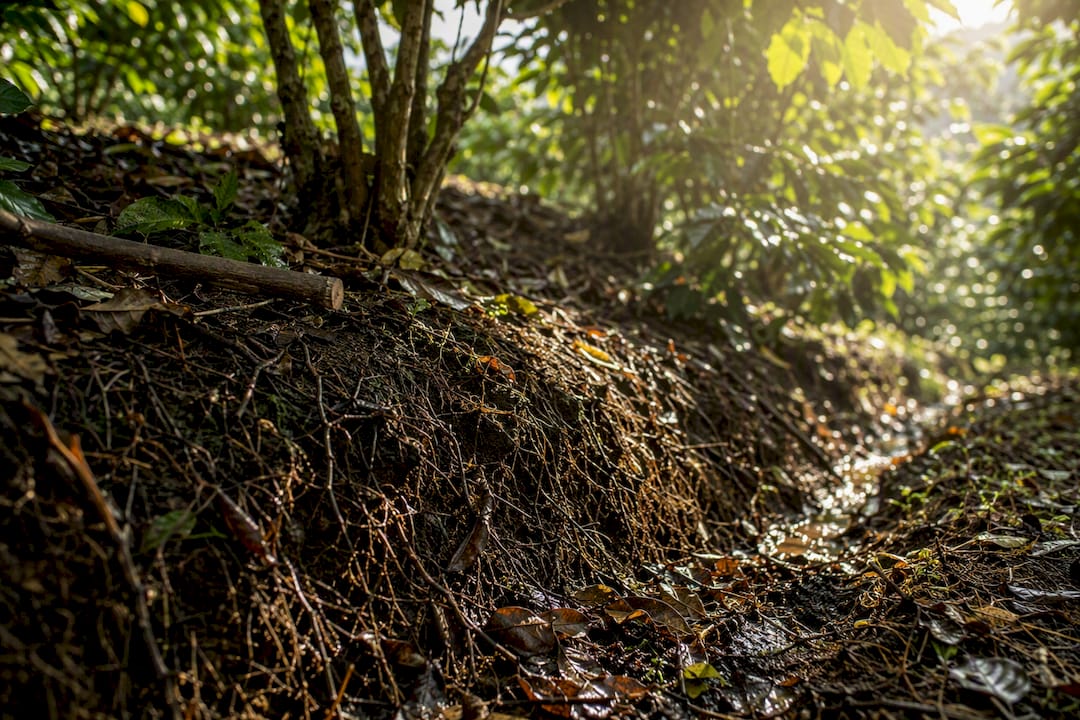 Leaf litter and roots protecting coffee farm soil