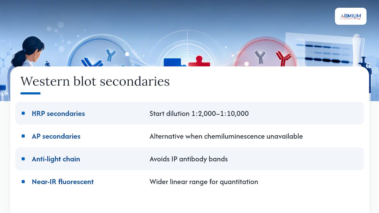 Western blot — overview diagram