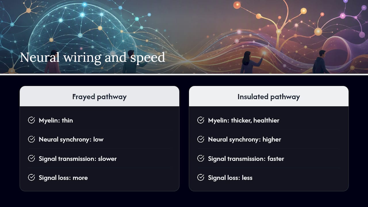 Diagram of neural myelination and processing speed