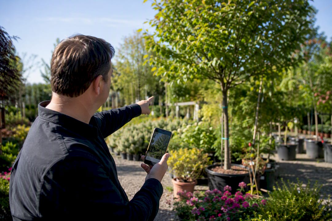 Hand holding phone showing specimen tree photo