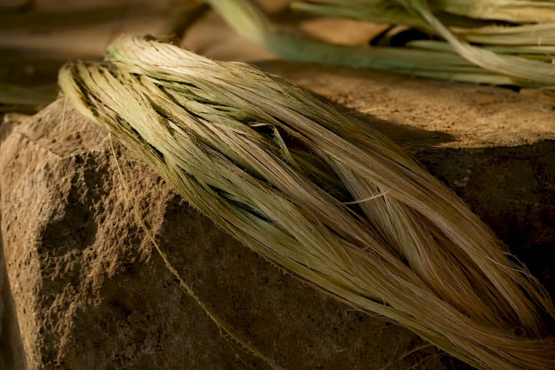 Close-up of pineapple leaf fibers for vegan leather