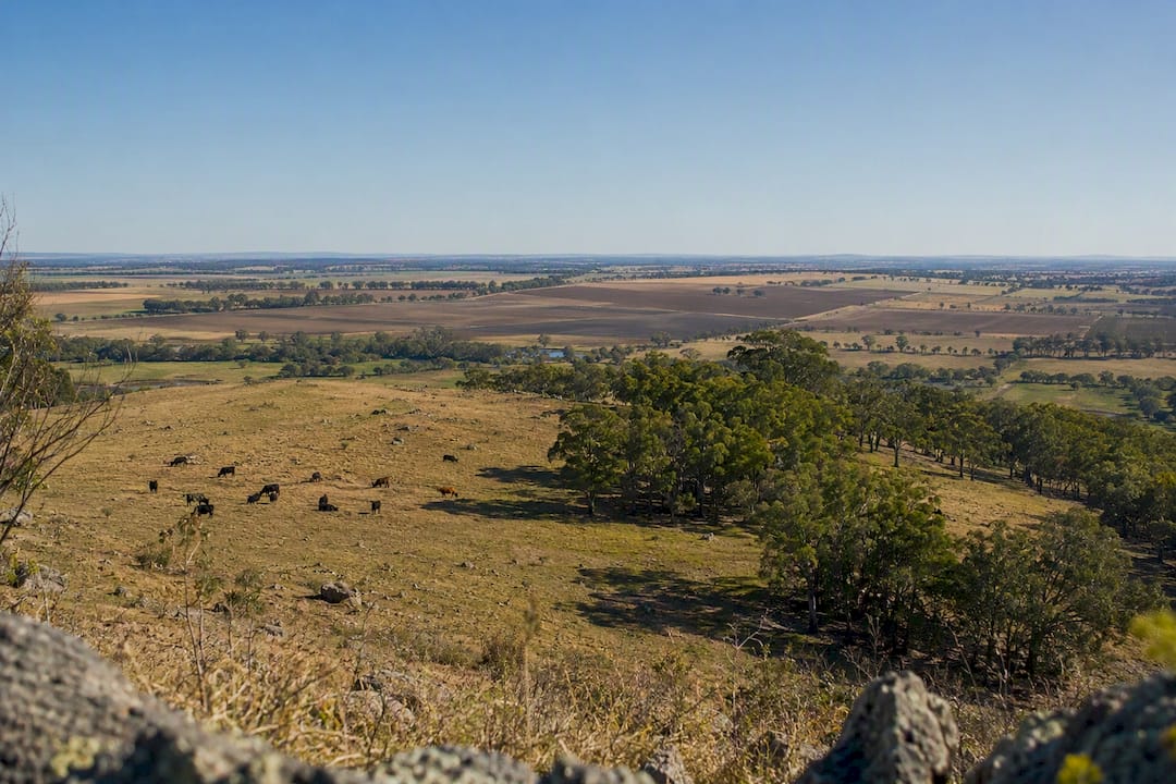 Deforestation and livestock farmland at golden hour