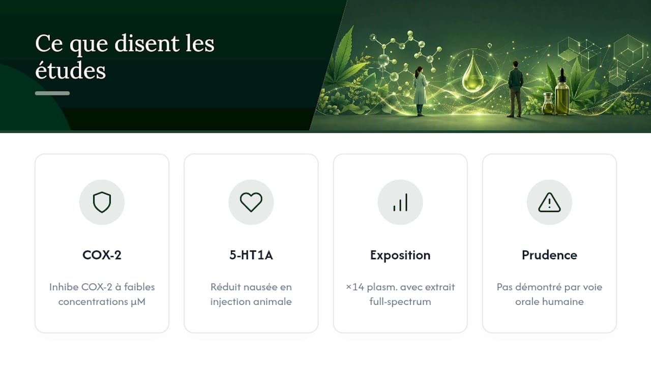 Que montrent réellement les études sur le CBDA et le CBD ? — overview diagram