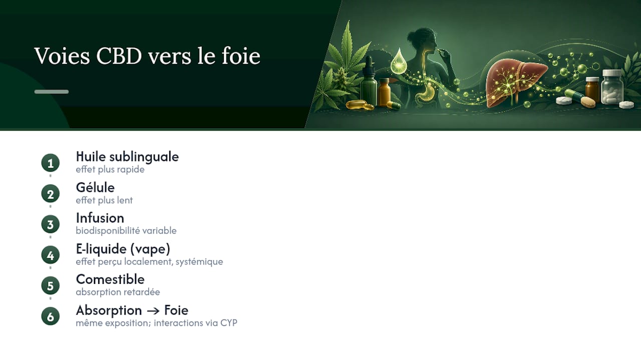 Voies du CBD menant au foie