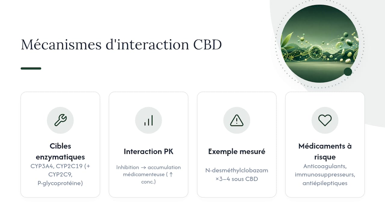Pourquoi le CBD interagit avec les traitements : le rôle des enzymes hépatiques — overview diagram