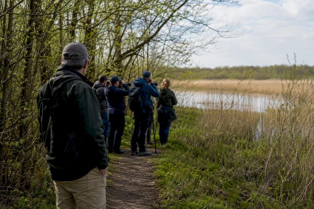 Geführte Vogelbeobachtungstour in der Geltinger Birk