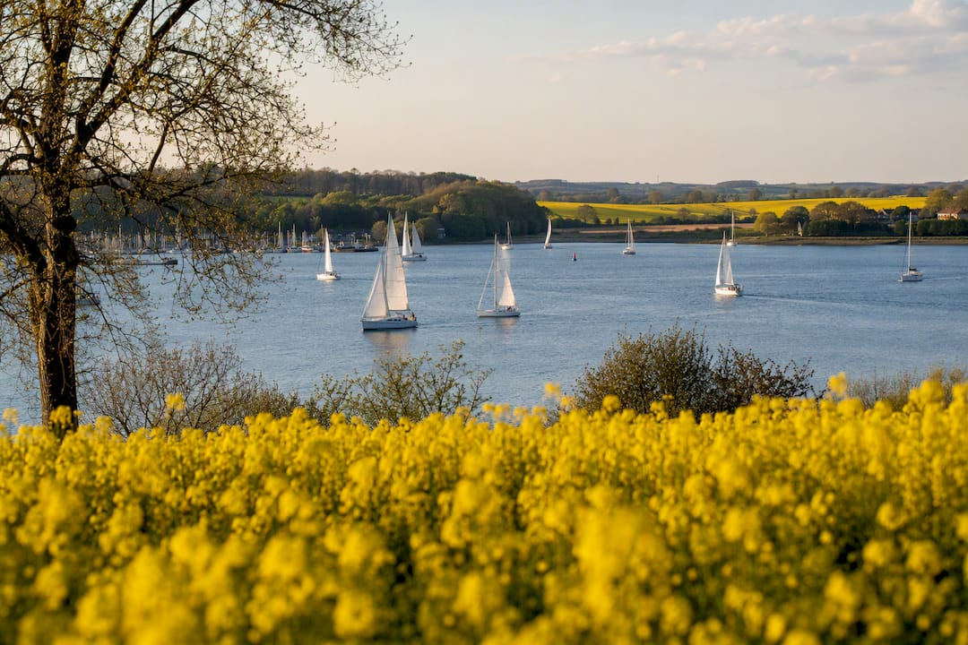 Segelboote auf der Schlei vor gelben Rapsfeldern