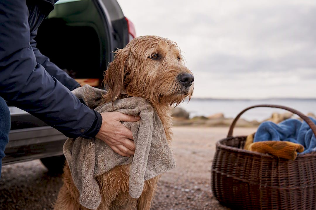 Ein nasser Hund wird nach dem Strandbesuch abgetrocknet