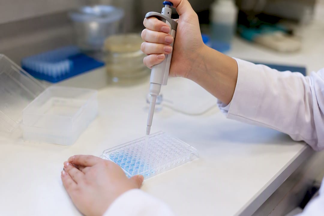 Pipettieren mit der Hand in die Vertiefungen einer ELISA-Platte