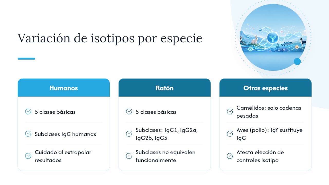¿Todas las especies tienen los mismos cinco isotipos? — overview diagram