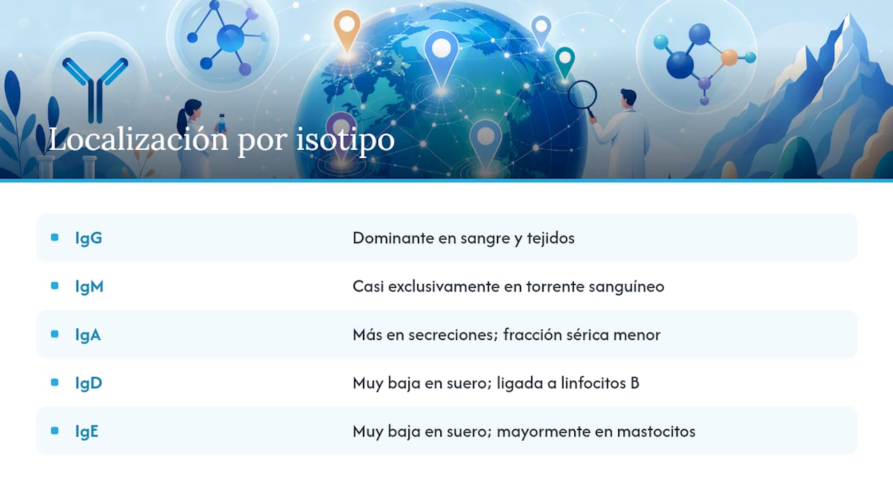Dónde se localiza cada isotipo y qué es un nivel normal — overview diagram