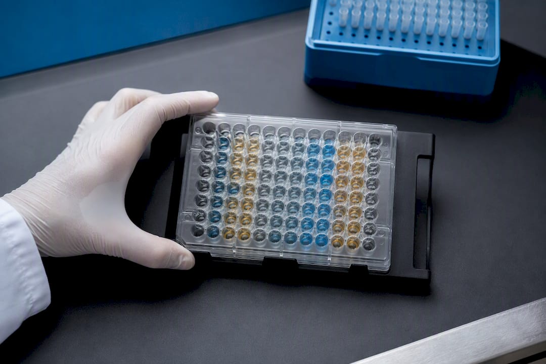 Plaque ELISA préparée pour une expérience