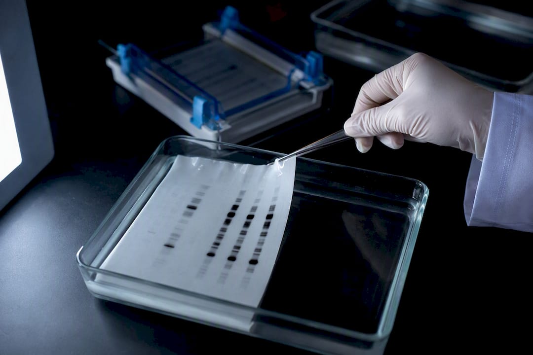 Western-Blot-Membran mit erkennbaren Proteinbanden